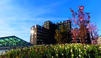 En moderne bygning i flere etasjer med rutenett av vinduer reiser seg mot en blå himmel. I forgrunnen blomstrer en livlig hage med hvite og lilla tulipaner, sammen med et blomstrende rosa tre. En glassstruktur er synlig til venstre.
