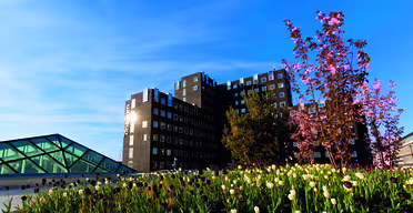 En moderne bygning i flere etasjer med rutenett av vinduer reiser seg mot en blå himmel. I forgrunnen blomstrer en livlig hage med hvite og lilla tulipaner, sammen med et blomstrende rosa tre. En glassstruktur er synlig til venstre.