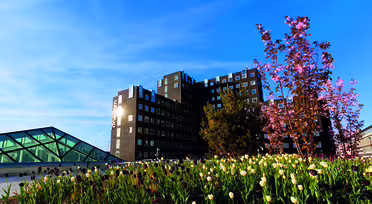 En moderne bygning i flere etasjer med rutenett av vinduer reiser seg mot en blå himmel. I forgrunnen blomstrer en livlig hage med hvite og lilla tulipaner, sammen med et blomstrende rosa tre. En glassstruktur er synlig til venstre.