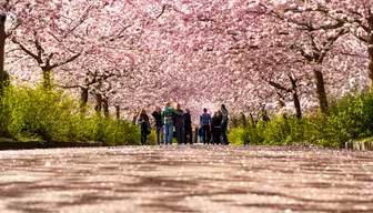 En gruppe mennesker går nedover en sti omkranset av trær i full blomst med rosa kirsebærblomster. Sollyset filtrerer gjennom grenene og skaper en rolig og fargerik scene. Bakken er dekket av nedfallne kronblad.